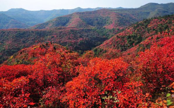 北京香山的红叶什么时候最红 香山红叶几月份好看