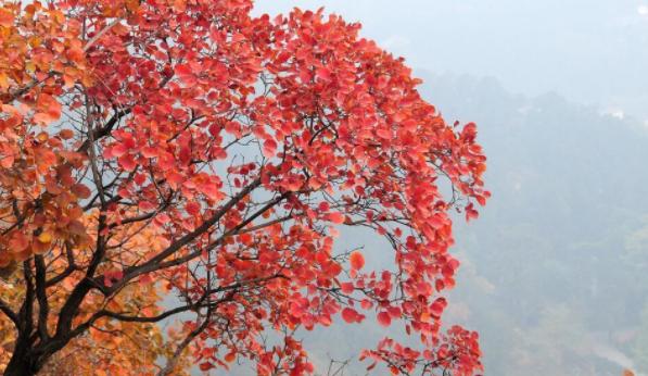 北京香山的红叶什么时候最红 香山红叶几月份好看