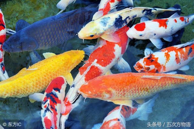 鳄鱼不是鱼,鲸鱼也不是鱼,鲨鱼是鱼吗?