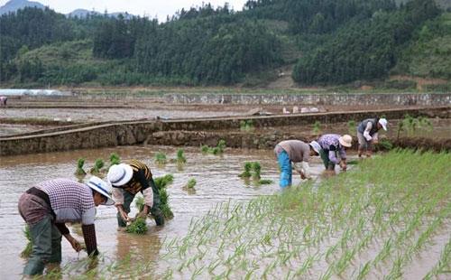汉字:成语“白云苍狗”里的“苍”具体是什么意思?
