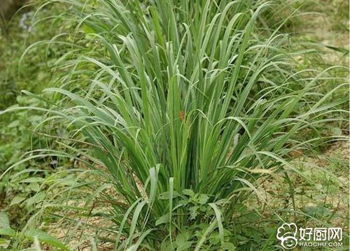 香茅的什么 香茅的作用
