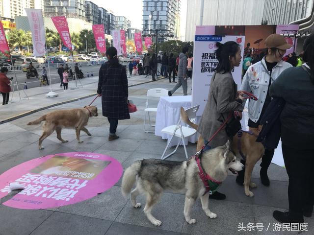 第十届南宁领养日现场|选择领养,选择买不到的爱