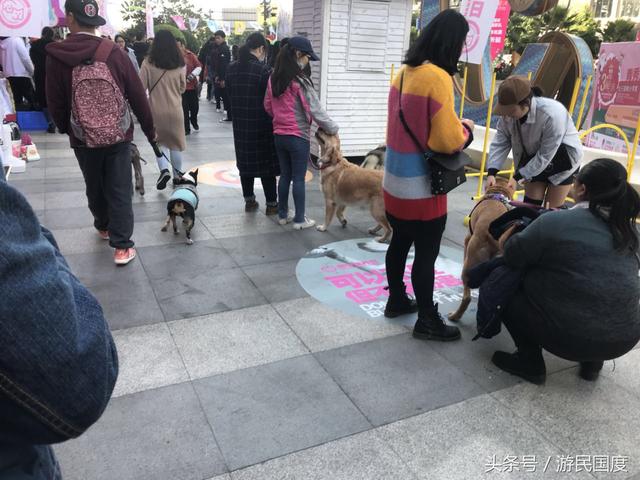 第十届南宁领养日现场|选择领养,选择买不到的爱
