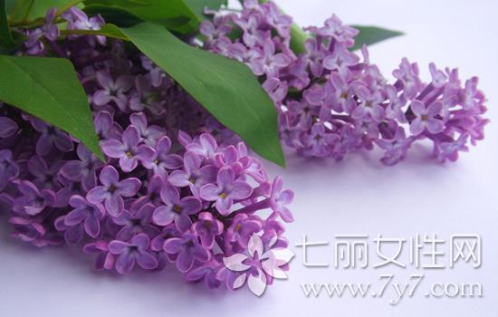 薰衣草精油祛痘印 恼人痘印快走开