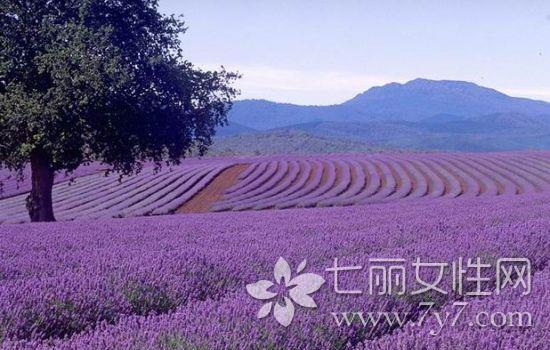 薰衣草精油祛痘印 恼人痘印快走开