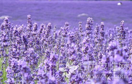 薰衣草精油祛痘印 恼人痘印快走开