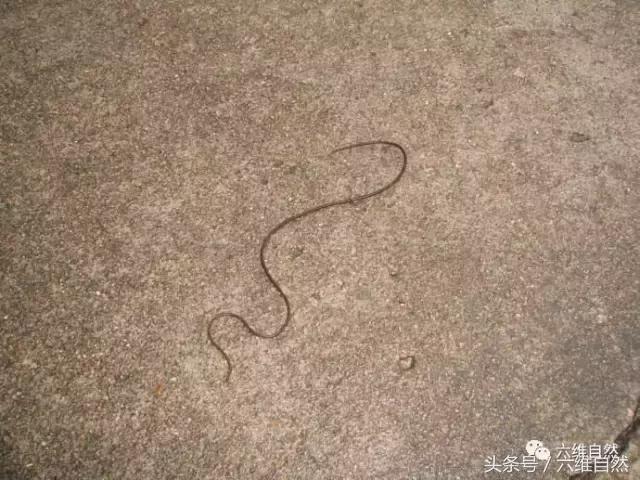 那蚯蚓似的铁线虫,虽小却是惹不起的存在