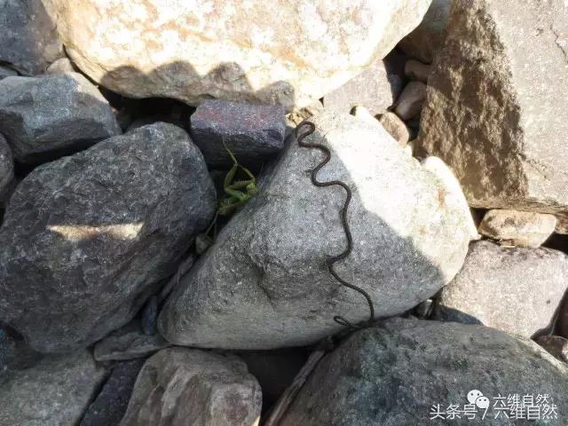 那蚯蚓似的铁线虫,虽小却是惹不起的存在