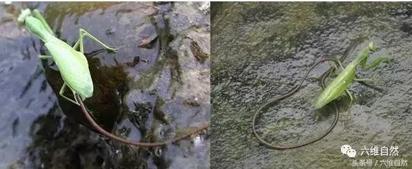 那蚯蚓似的铁线虫,虽小却是惹不起的存在