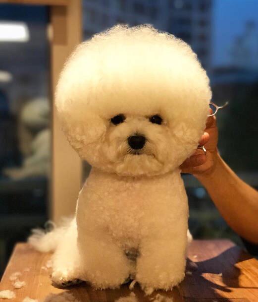 你家宠物是什么星座的?你看过天蝎座的动物吗?