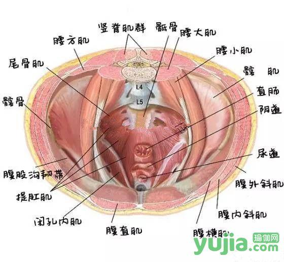 你知道瑜伽练习中常说的“核心”到底是什么吗?