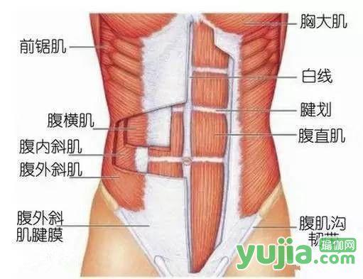 你知道瑜伽练习中常说的“核心”到底是什么吗?