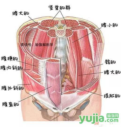 你知道瑜伽练习中常说的“核心”到底是什么吗?