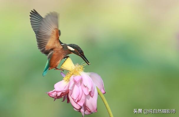 翠鸟百科知识,中国普通翠鸟科之一