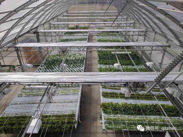 有机蔬菜种植基地实施方案,怎么种植无土栽培有机蔬菜