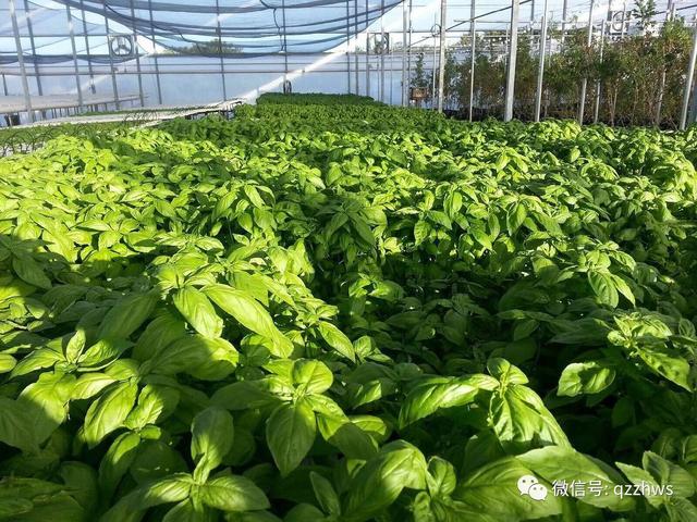 有机蔬菜种植基地实施方案,怎么种植无土栽培有机蔬菜