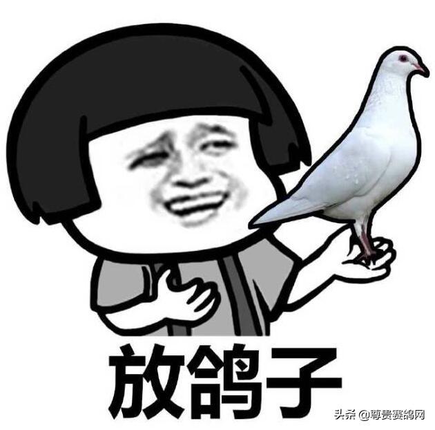 为什么被爽约被叫做“放鸽子”,而不是“放麻雀”?