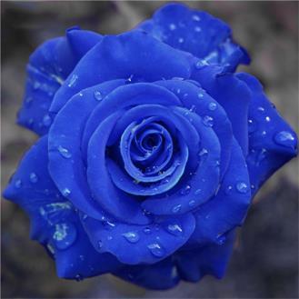 蓝色妖姬,你知道它的花语代表了什么吗?
