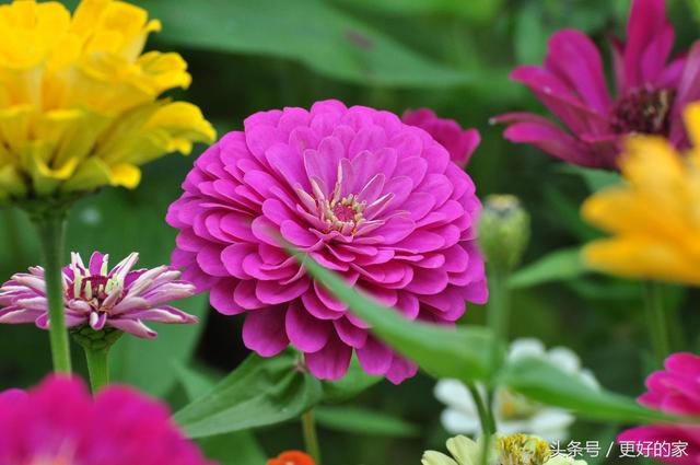 这些花一年四季都盛开,花期长好养活,耐看!