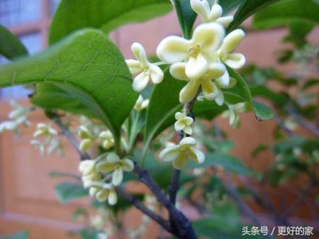 这些花一年四季都盛开,花期长好养活,耐看!