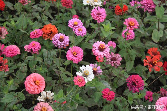 这些花一年四季都盛开,花期长好养活,耐看!