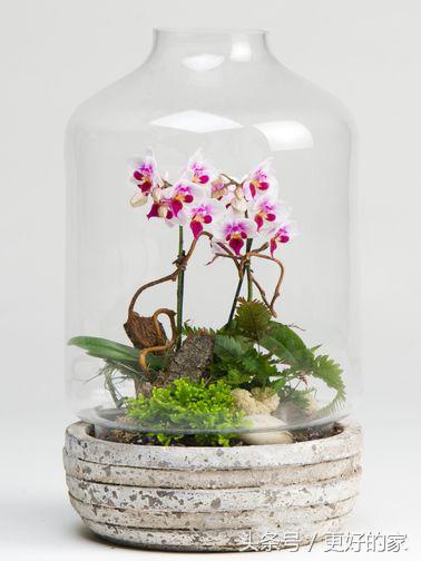 这些花一年四季都盛开,花期长好养活,耐看!