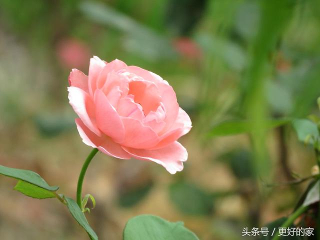 这些花一年四季都盛开,花期长好养活,耐看!