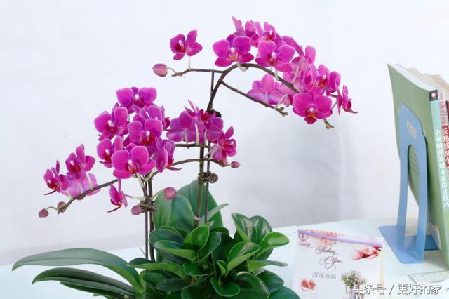 这些花一年四季都盛开,花期长好养活,耐看!