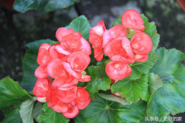 这些花一年四季都盛开,花期长好养活,耐看!