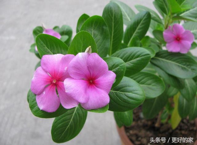 这些花一年四季都盛开,花期长好养活,耐看!