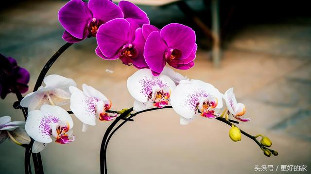 这些花一年四季都盛开,花期长好养活,耐看!