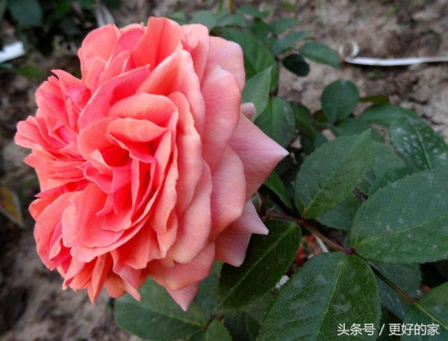 这些花一年四季都盛开,花期长好养活,耐看!