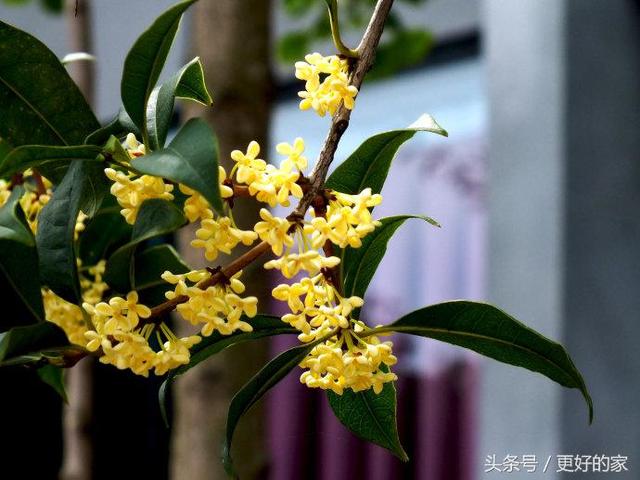 这些花一年四季都盛开,花期长好养活,耐看!