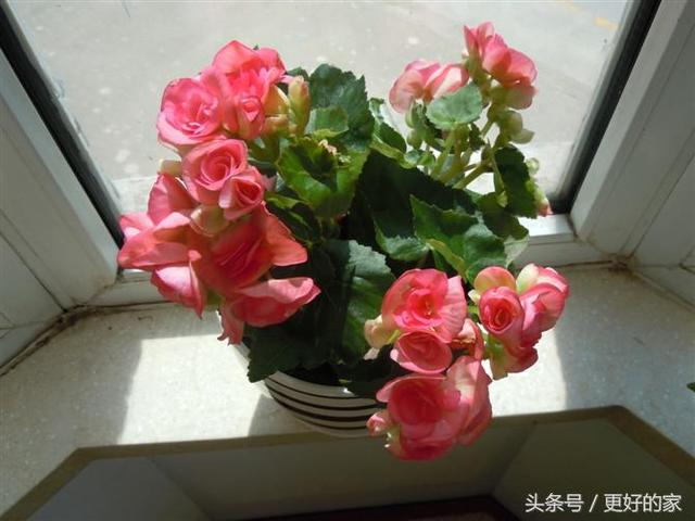 这些花一年四季都盛开,花期长好养活,耐看!