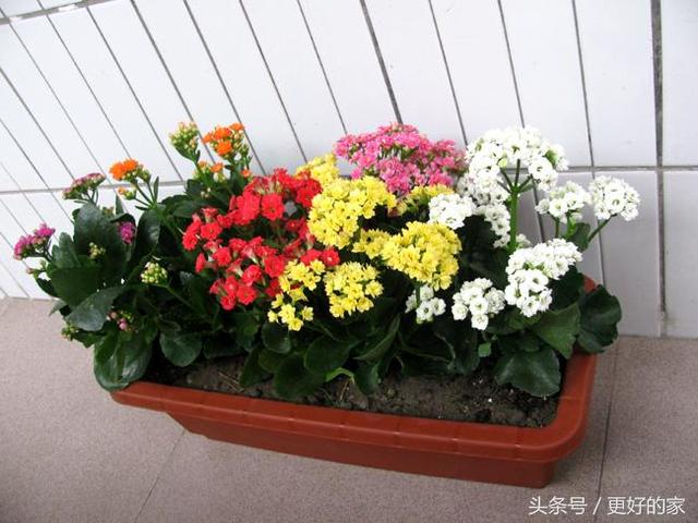 这些花一年四季都盛开,花期长好养活,耐看!