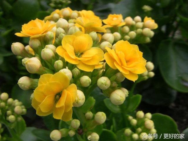 这些花一年四季都盛开,花期长好养活,耐看!