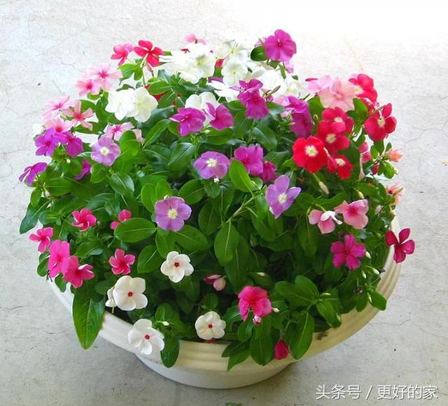 这些花一年四季都盛开,花期长好养活,耐看!