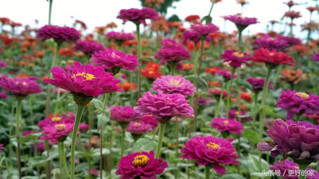 这些花一年四季都盛开,花期长好养活,耐看!