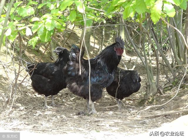 2019年农村养什么最赚钱?推荐6种兴旺的养殖产业项目