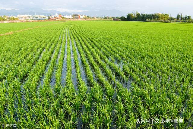 土壤改良技术的不同阶段!实行有机肥与无机肥结合