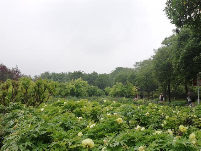 洛阳牡丹花似锦,百媚千娇倾人心