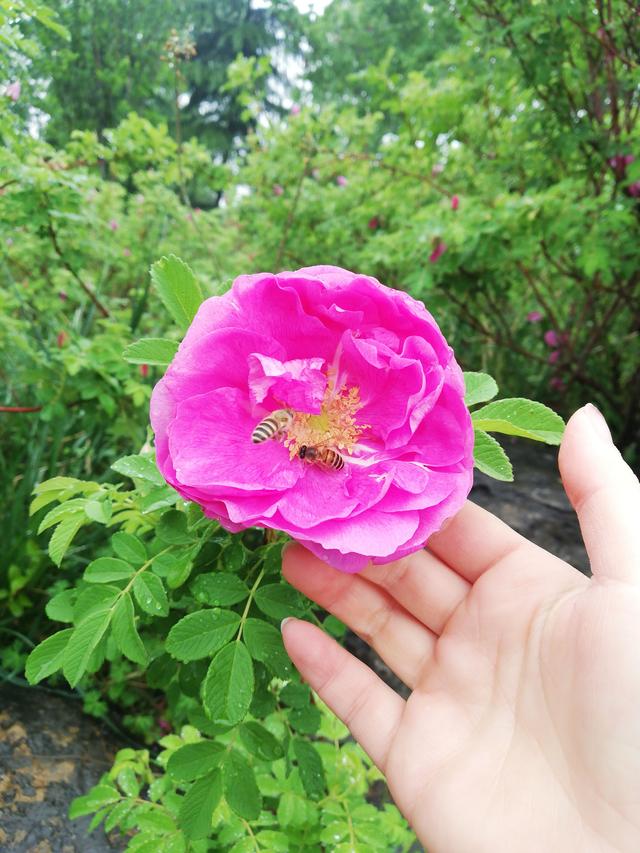 洛阳牡丹花似锦,百媚千娇倾人心