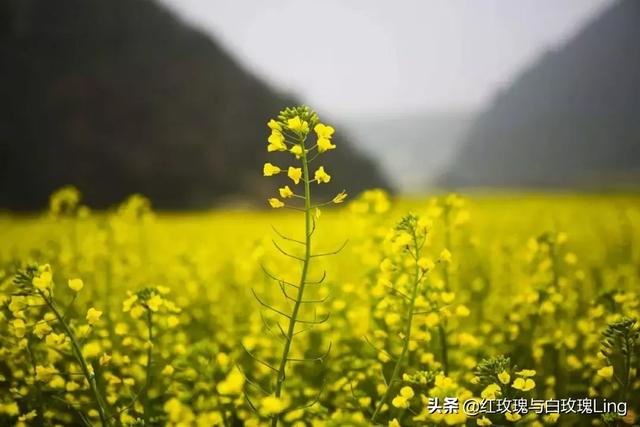 父爱如山,父亲是一个家庭的顶梁柱