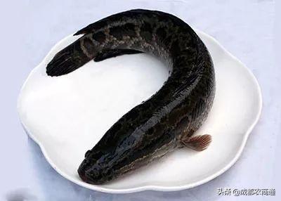 养这三种鱼非常赚钱!