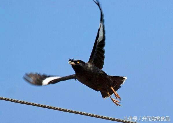 开元宠物食品谈八哥鸟的放养与盘飞技巧
