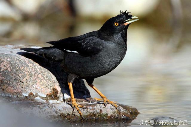 开元宠物食品谈八哥鸟的放养与盘飞技巧