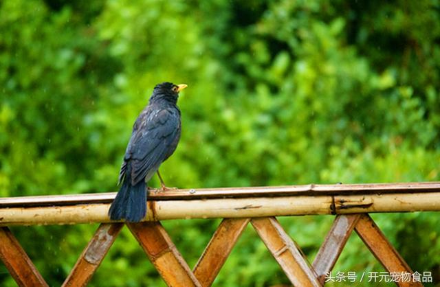 开元宠物食品谈八哥鸟的放养与盘飞技巧