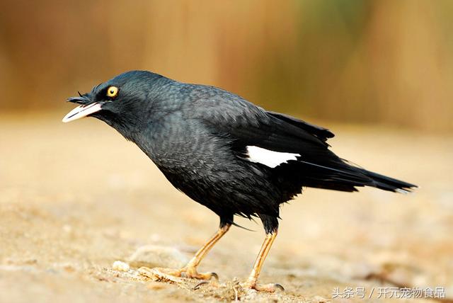 开元宠物食品谈八哥鸟的放养与盘飞技巧