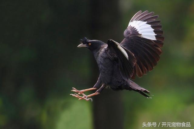 开元宠物食品谈八哥鸟的放养与盘飞技巧