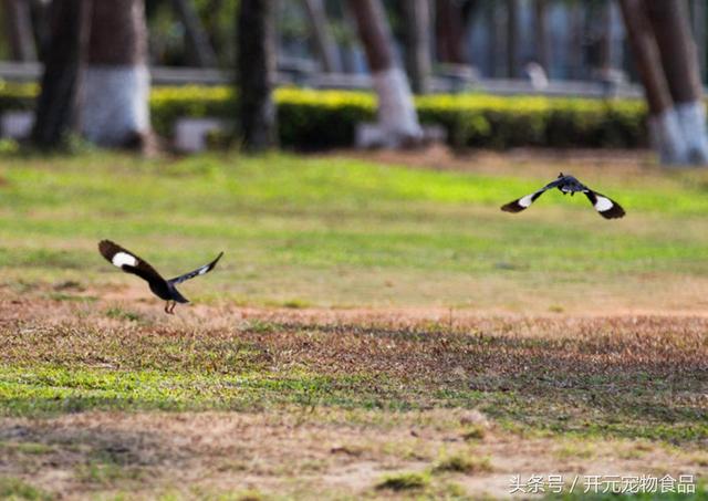 开元宠物食品谈八哥鸟的放养与盘飞技巧